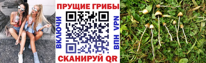 сайты даркнета как зайти  наркота  Рошаль  Галлюциногенные грибы Psilocybe 